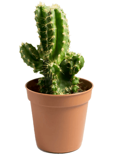 Cactus rond avec épines blanches