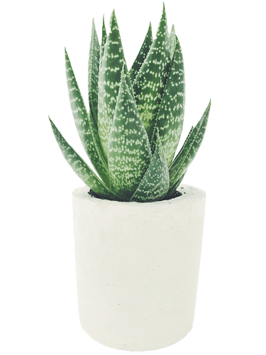 Cactus miniature en pot blanc