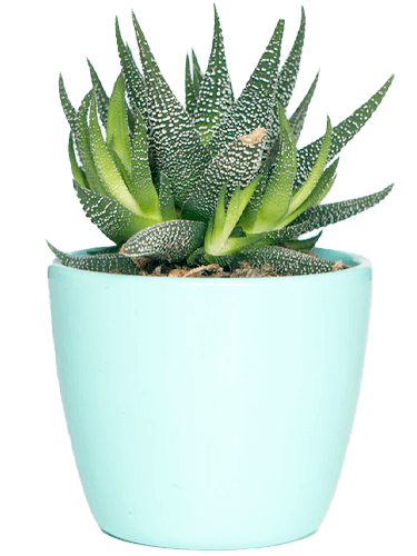 Cactus large avec pot en céramique